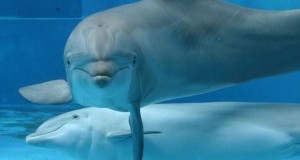 Delfinario Rimini, Comune: non ha autorizzazioni ad esporre animali