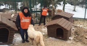 Puglia, emergenza freddo nei canili: LAV dona le prime 50 cucce