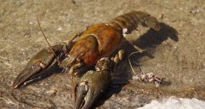 Crostacei vivi sul ghiaccio. La Cassazione conferma la condanna!