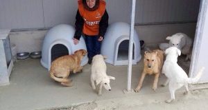Maltempo in Puglia: LAV e Comune Taranto insieme per i canili