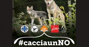 Il 2 febbraio si vota per salvare i lupi. #cacciaunNO l’appello associazioni