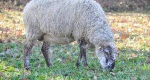 Sardegna: no a uccisione pecore “vecchie” contro caro-latte. E’ reato!