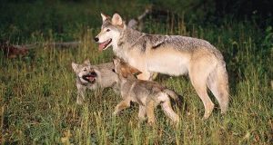 Lombardia: nella nostra Regione non sarà ucciso alcun lupo!