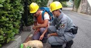 Pronto Campo per le sterilizzazioni dei gatti nelle zone del sisma. Si inizia!