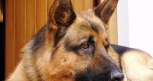 Bimba uccisa da cane: necessaria formazione e prevenzione aggressività
