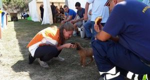 Ok da Governo. Nuova sezione della Protezione Civile per gli animali!