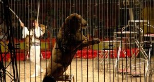 Circo senza animali:verso la nuova Legge. Oggi il confronto in Senato