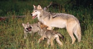 Uomini e lupi: ecco come convivere in sicurezza