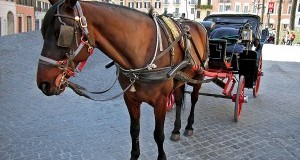 Botticelle, cavallo stramazza al suolo in Piazza Montecitorio: abolire servizio a trazione ippica