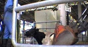 Mucche “da latte”: abusi senza regole