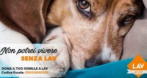 Stai Dalla Parte Degli Animali. Dona loro il tuo 5×1000!
