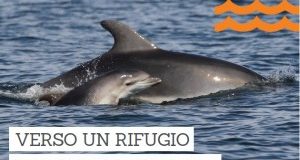 Studio di fattibilità per il Rifugio dei delfini in Italia. Un aperitivo di raccolta fondi