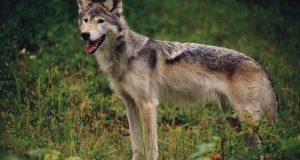 Cittaducale (Rieti): lupo ucciso, impiccato e appeso nei boschi