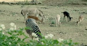 Centro di Semproniano: veterinario assolto da Tribunale di Grosseto