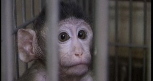 Scimmie a dieta, nuova assurda ricerca anti cancro