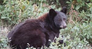 Trento firma ordinanza anti-orso: ergastolo o uccisione. Verdetto indegno