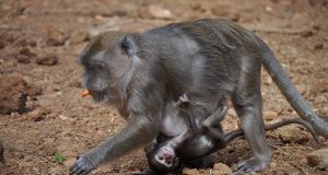 Si allarga la famiglia dei macachi di Modena. Fiocchi rosa e azzurri