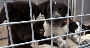 Uccisero 9 cani, Veterinari condannati in via definitiva. Associazioni chiedono la radiazione