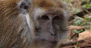 LAV al Congresso internazionale di primatologia EFP2017
