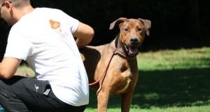 LAV e Comune di Spoleto insieme per il cane Dustin