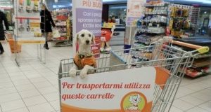 Porte aperte agli animali al supermercato. Ministero chiarisce.