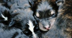 Traffico cuccioli: confermata condanna in Cassazione per titolare di un centro cinofilo