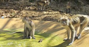 Da Padova a Semproniano: la nuova vita dei 27 macachi destinati a test