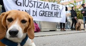 Green Hill:atteso domani 3° di giudizio in Cassazione #IOSTOCONIBEAGLE