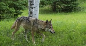Tre lupi vittime di bracconaggio. Necessario intervento Ministero Ambiente