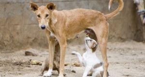 Elezioni Sicilia: chi firma il programma LAV per gli animali?