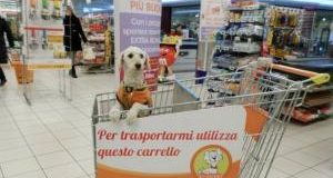 Cani nei supermercati: perchè l’informativa PAM non è corretta