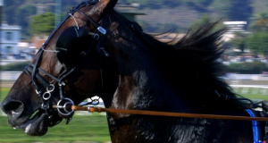 Due cavalli muoiono a San Siro: nessuna fatalità, chiediamo autopsia