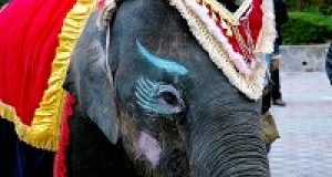 “Graduale superamento” del circo con animali: il Governo dovrà farlo in 3 anni