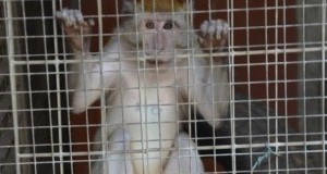 Vivisezione macachi, LAV a Università di Modena: metodi sostitutivi ancora ignorati!