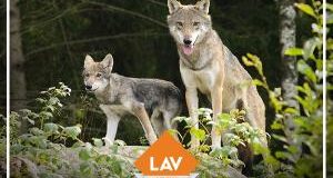 Si decide la sorte dei lupi: Conferenza Stato Regioni, #cacciaunNO!
