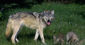 Attenti al lupo… o all’uomo? Oggi Stato e Regioni decidono sugli abbattimenti