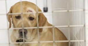 Maltrattamento e uccisione: Cassazione condanna veterinario già radiato