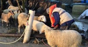 LAV in aiuto di animali e famiglie colpite da piena del fiume Secchia (Modena)