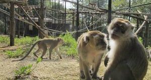 Macachi di Modena e altri animali: storie a lieto fine