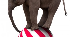 Circo con animali: ferma la riduzione dei contributi