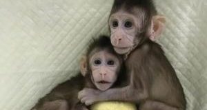 Scimmie clonate, quando l’uomo gioca a fare Dio