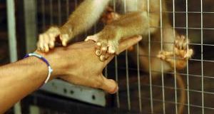 Gas di scarico testato su scimmie, sperimentazioni ferme al secolo scorso