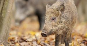 Cacciatori non avranno mano libera nei piani di controllo della fauna selvatica