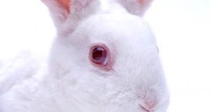 Test cosmetici su animali: UE apre la strada al divieto mondiale
