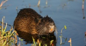 In serie pericolo le nutrie in Lombardia