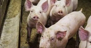 Indagine shock sui maiali destinati anche a Prosciutto di Parma e altre “eccellenze”