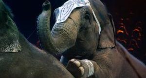 Elefante circo in fuga: rischio sicurezza. Urgente attuare Legge dismissione animali