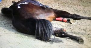 Legnano (MI): cavallo si frattura in pista, poi abbattuto. Accertare responsabilità