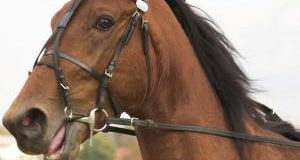 Messina: corse clandestine di cavalli. Corte d’Appello conferma condanne