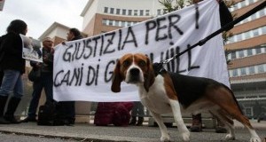 Processo Green Hill: provata in Aula l’abbattuta mortalità dei beagle affidati